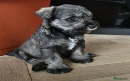 Miniature Schnauzer dogs for sale: Curious, playful and loving litter KC pups ❤️ - Image 13
