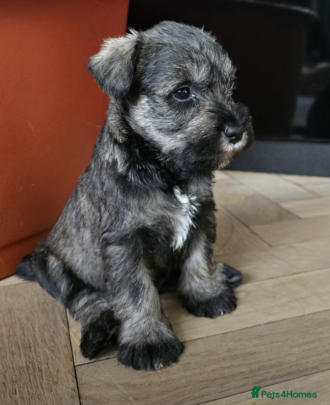 Miniature Schnauzer dogs for sale: Curious, playful and loving litter KC pups ❤️ - Image 13