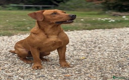 Labrador Retriever dogs for sale: Outstanding KC reg fox red Labrador puppies.  - Image 15