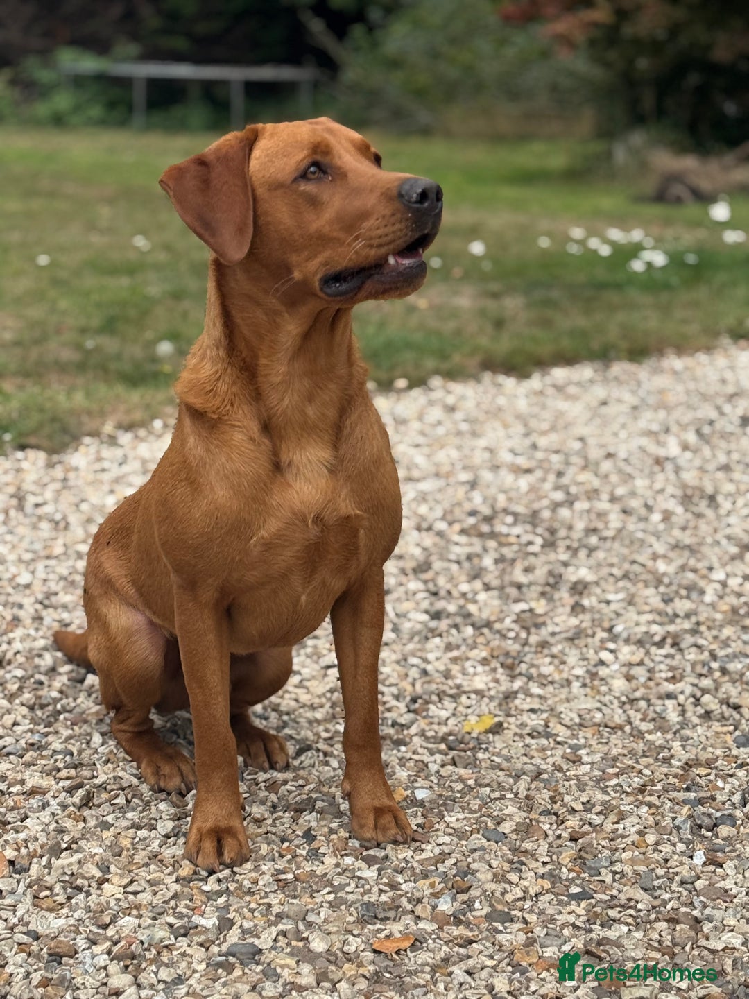 Labrador Retriever dogs for sale: Outstanding KC reg fox red Labrador puppies.  - Image 15