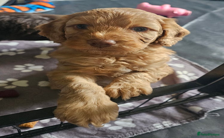 Mixed Breed dogs - Advert 2