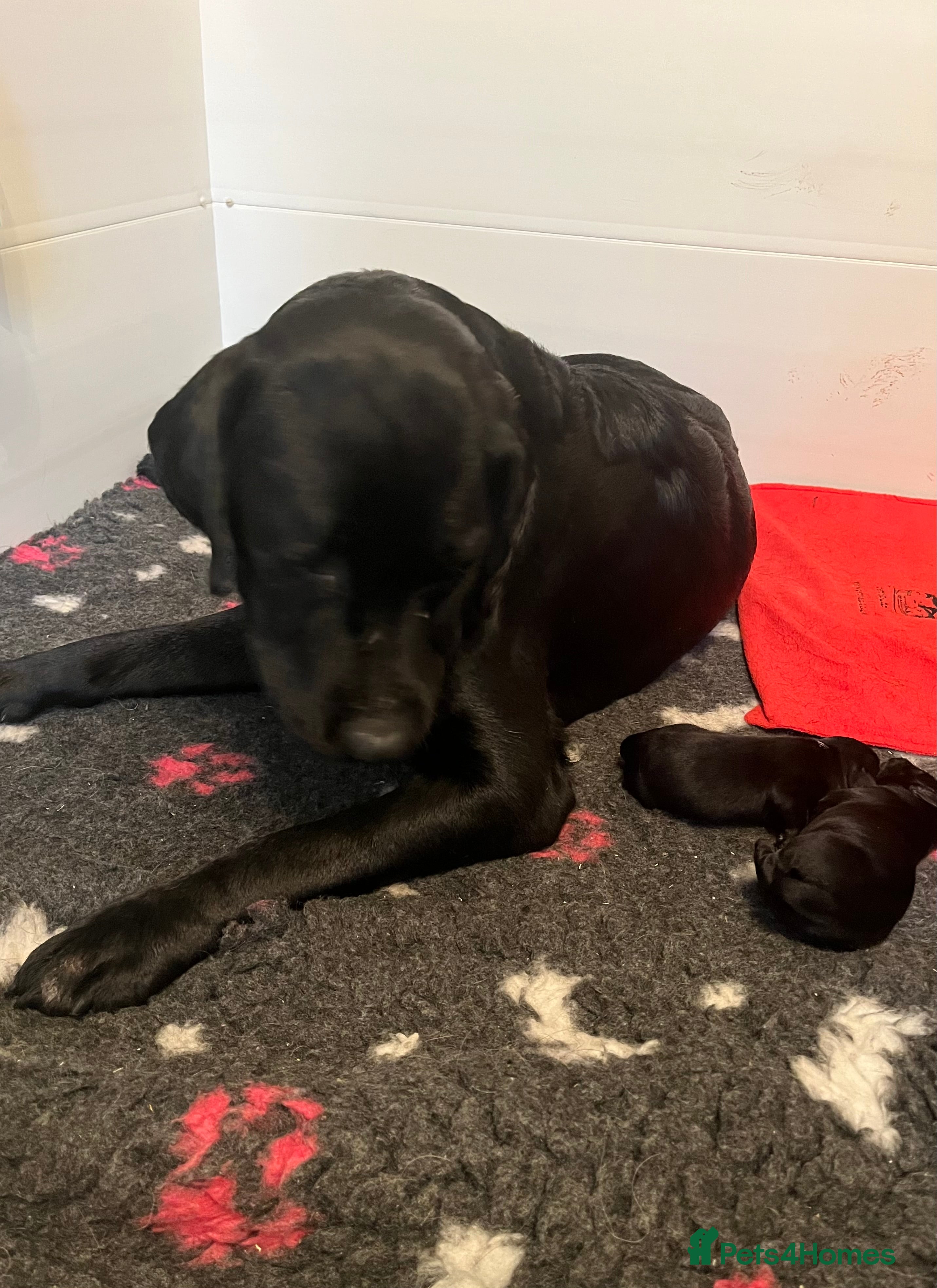 Labrador Retriever dogs KC STUNNING SHIW LABRADOR PUPPIES  - Advert 1