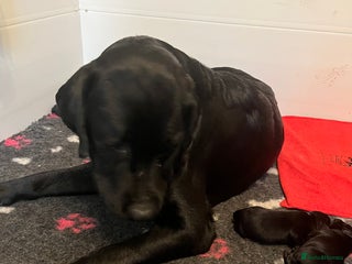 Labrador Retriever dogs KC STUNNING SHIW LABRADOR PUPPIES - Advert 4