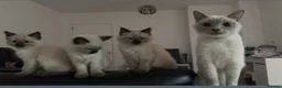 Siamese cats for sale: Stunning Siamese Kitten looking for home in London - Advert 3