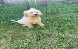 Cavapoo dogs for sale: Beautiful cavapoo puppies  - Image 7