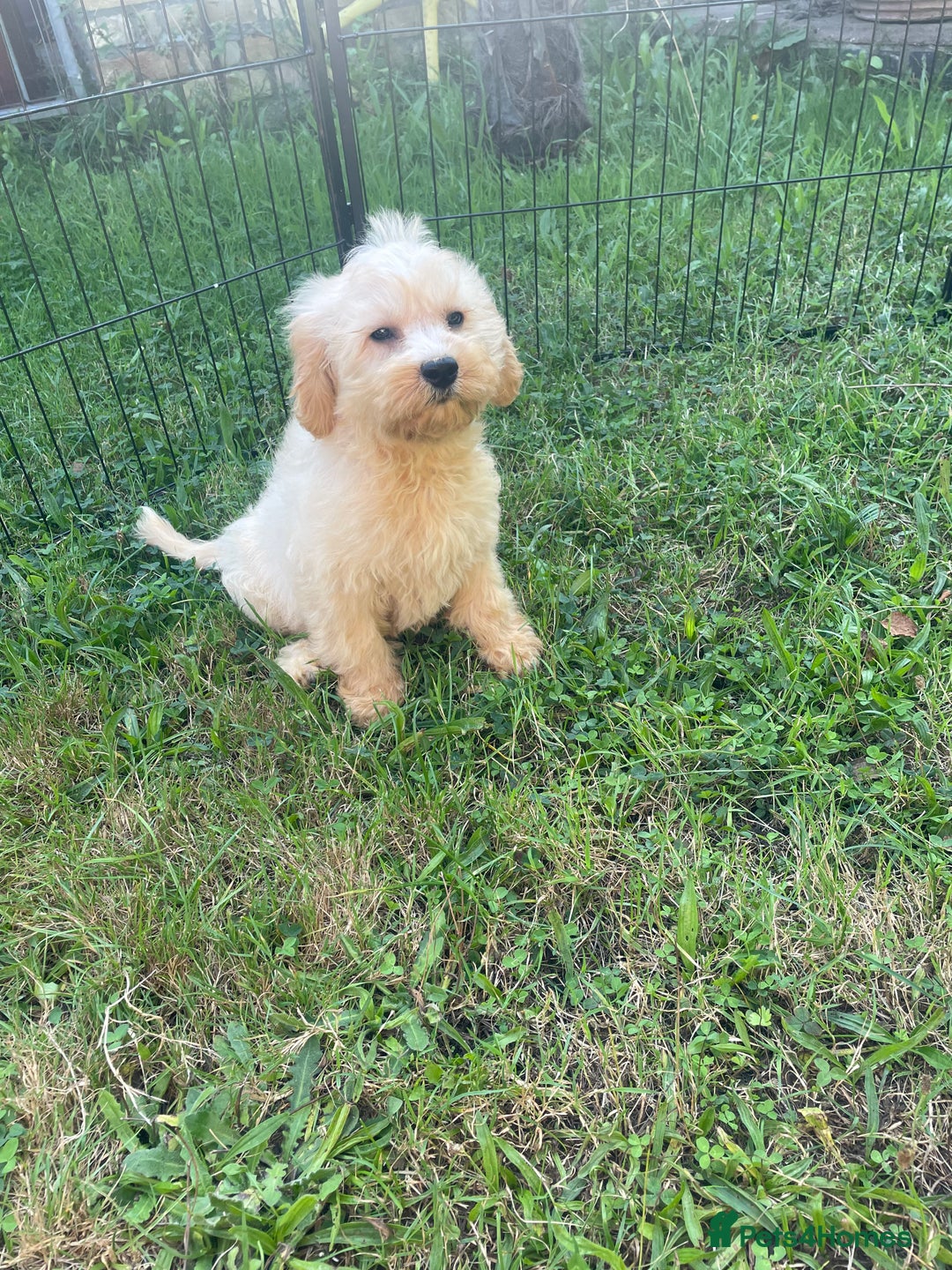 Cavapoo dogs for sale: Beautiful cavapoo puppies  - Image 7