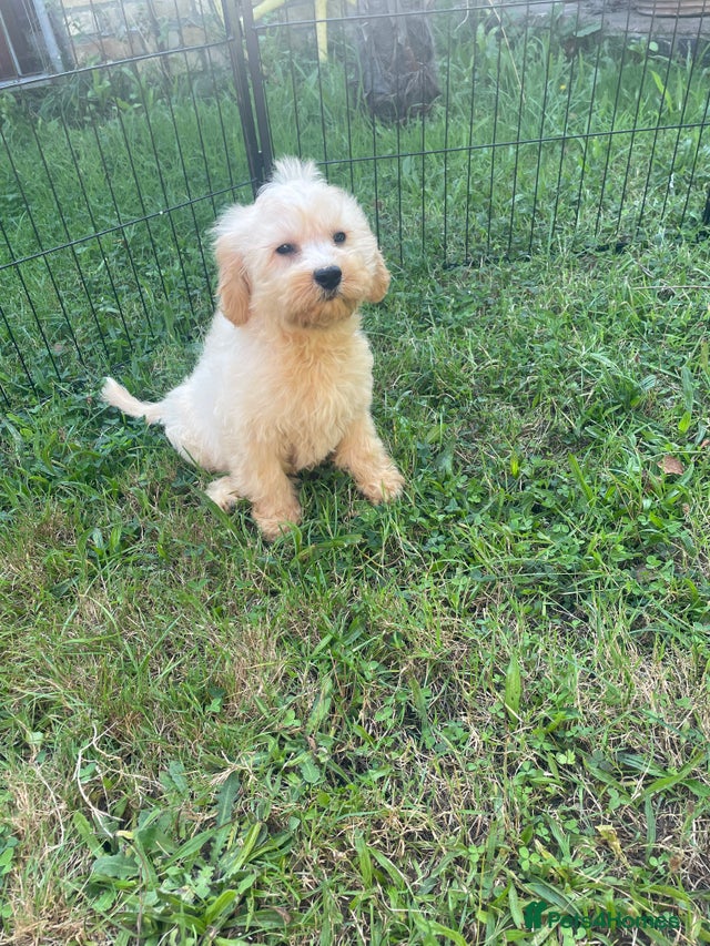 Beautiful cavapoo puppies for sale in Great Yarmouth | Pets4Homes