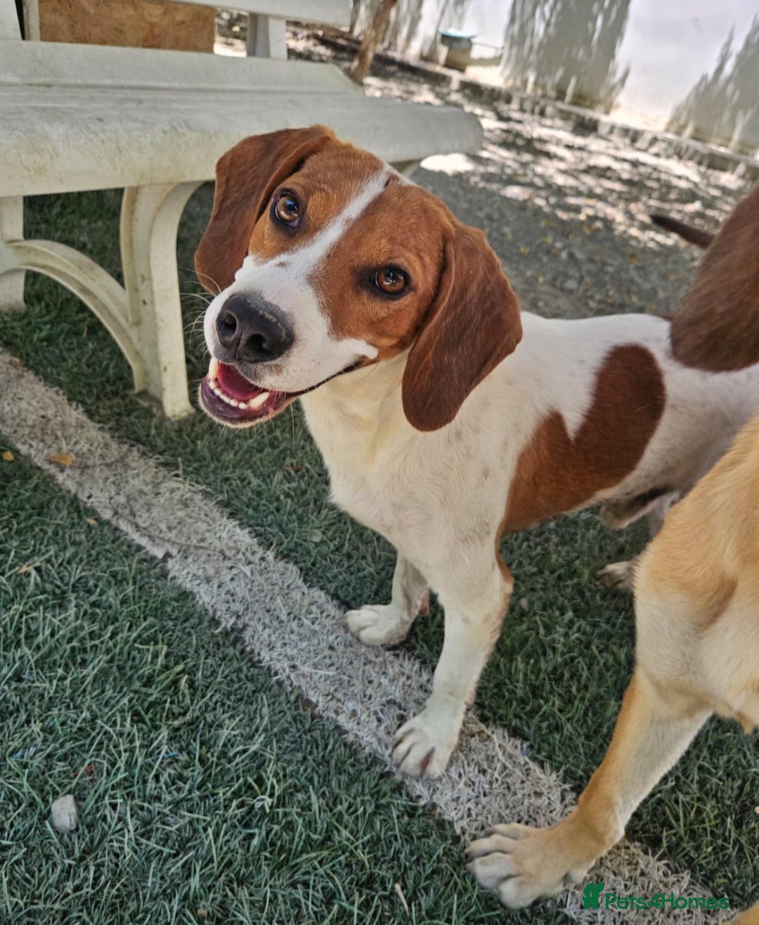 Beagle dogs for adoption: DOUG – 2 years old, Male, Beagle Boy - Advert 15