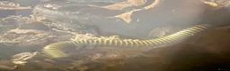 Millipedes invertebrates for sale: Bumblebee millipedes for sale  - Advert 1
