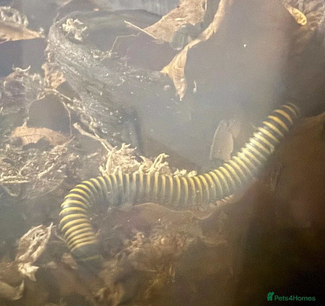 Millipedes invertebrates for sale: Bumblebee millipedes for sale  - Advert 1