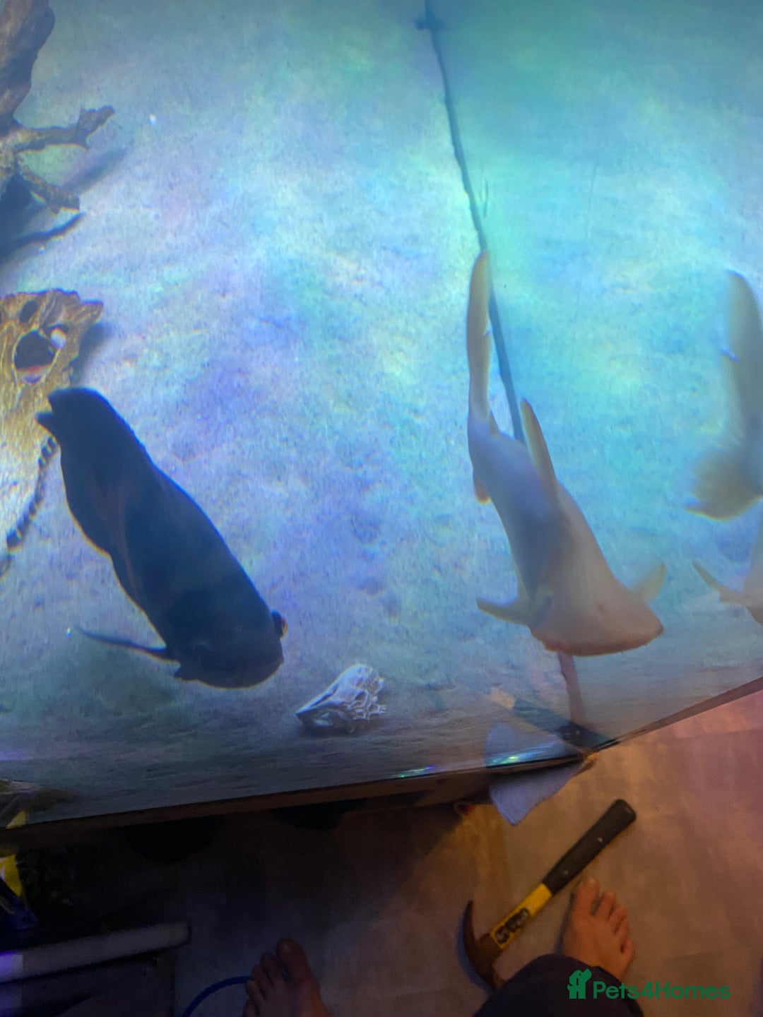 Other/Mixed Breed fish for sale: 12” Albino iridescent shark - Advert 3