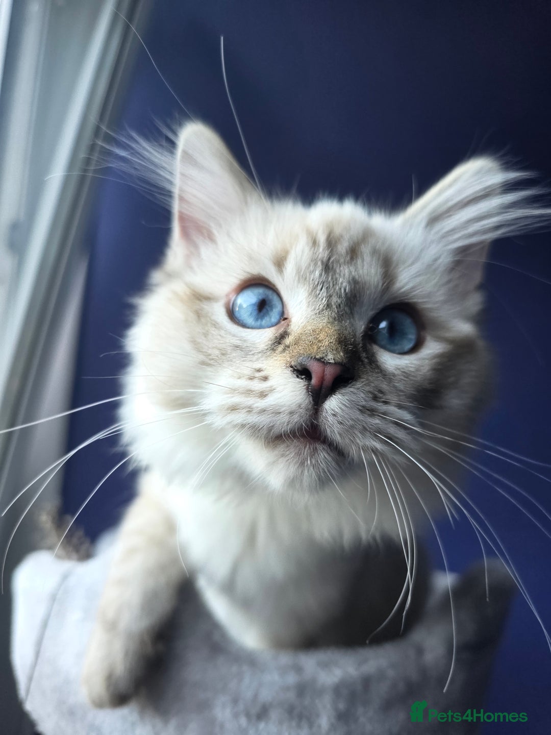 Ragdoll cats for sale: Bengal and Ragdoll - Image 9