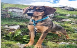 Mixed Breed dogs for sale: Mixed breed rescue dog from Cyprus  - Image 9