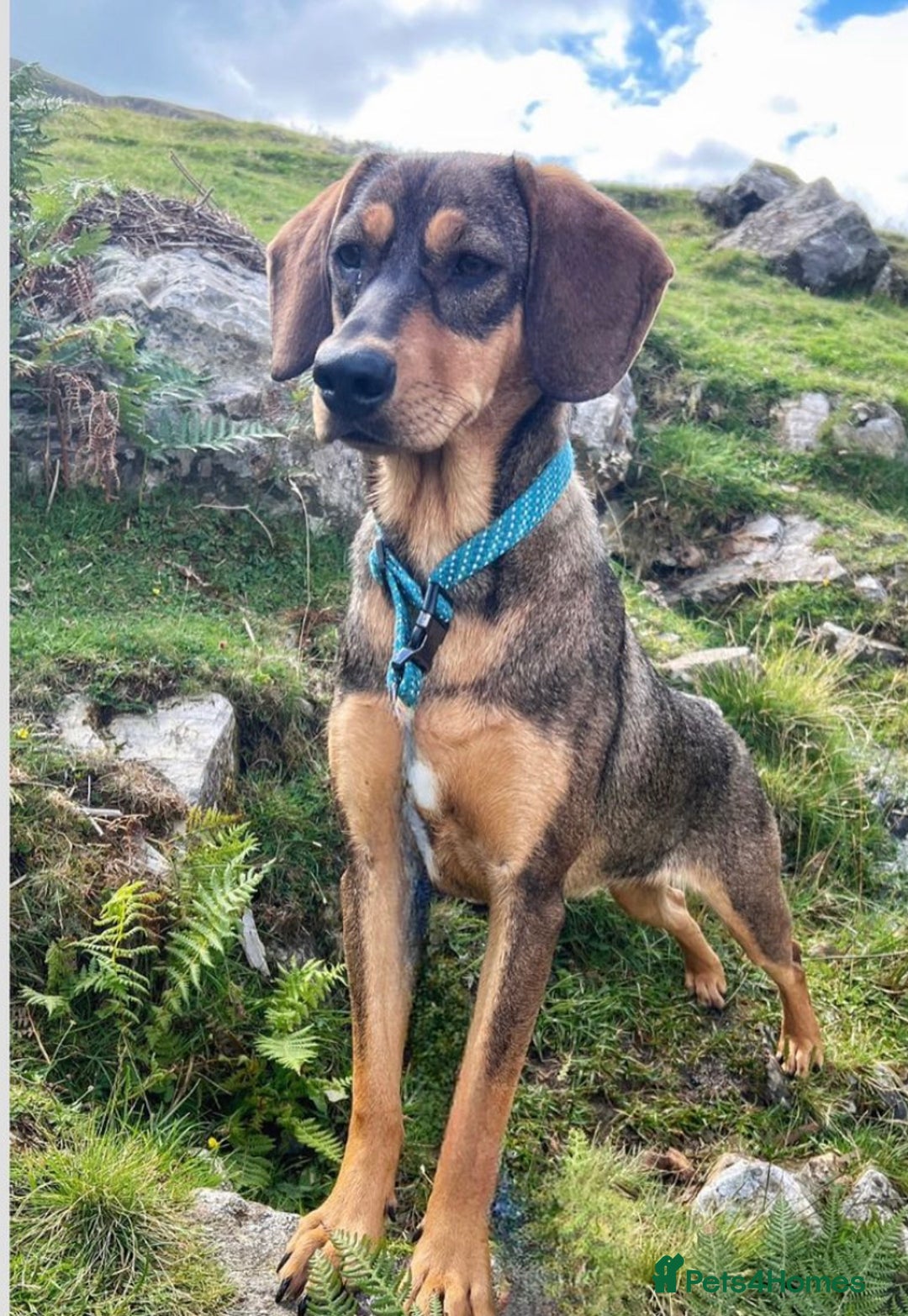 Mixed Breed dogs for sale: Mixed breed rescue dog from Cyprus  - Image 9
