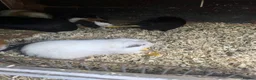 Guinea Pig rodents for sale: Male Guinea pigs - Advert 9
