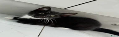  Kitten 2