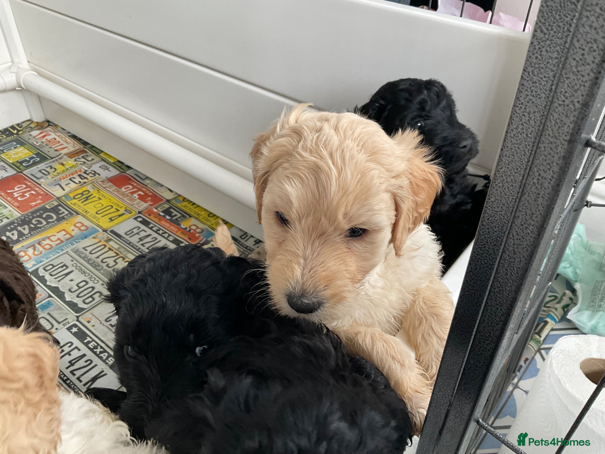 Labradoodle dogs for sale: LAST 3 LARGE PREMIUM MULTIGEN DOUBLE DOODLES 🐾🐾 - Advert 9