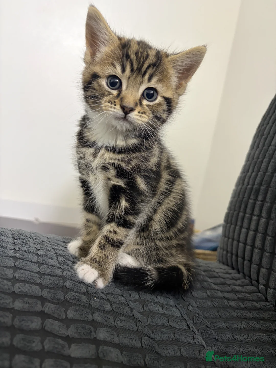 American Shorthair cats for sale: 3 Girls 1 Boy in Bristol - Advert 2