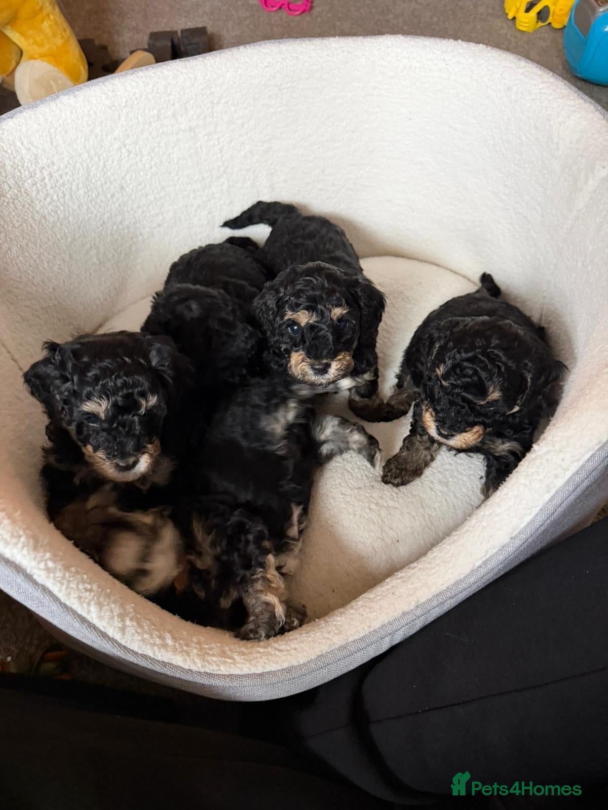 Poochon dogs Gorgeous Poochon puppies 2 girls 3 boys - Advert 1