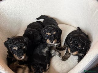 Poochon dogs Gorgeous Poochon puppies 2 girls 3 boys - Advert 1