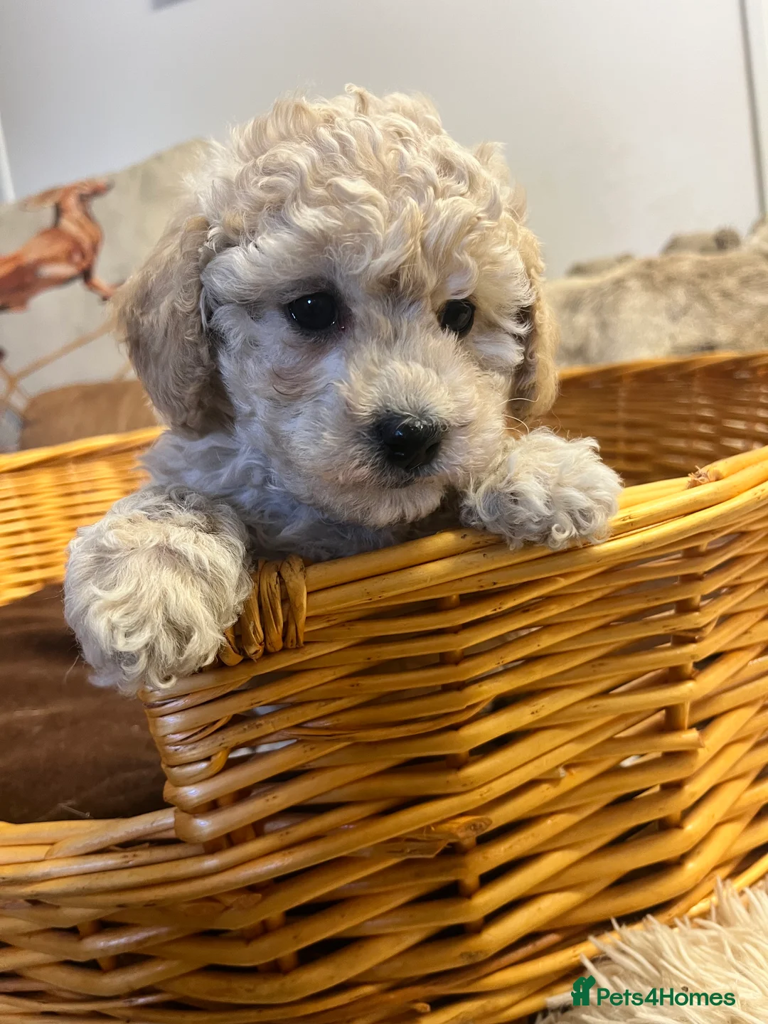 Poochon dogs for sale: Gorgeous little poochon beauties  - Advert 2