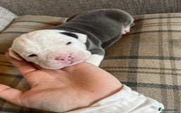 Olde English Bulldogge dogs for sale: Old English bulldog puppies - Image 3