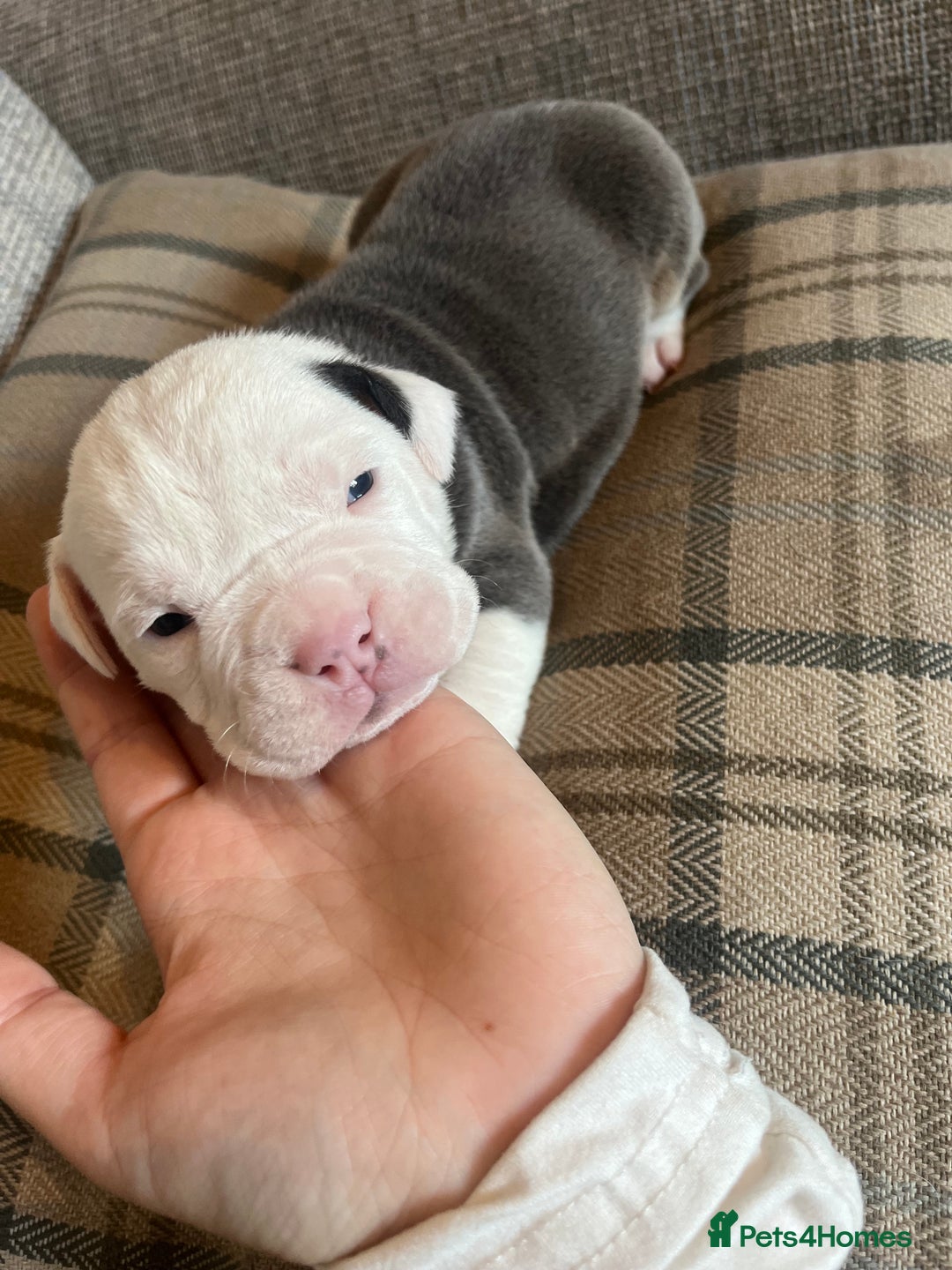 Olde English Bulldogge dogs for sale: Old English bulldog puppies - Image 3