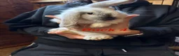 Mini Lop rabbits for sale: Gorgeous mini lop babies - Advert 9