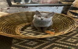 British Shorthair cats for sale: Two British short hair cats for sale - Image 5