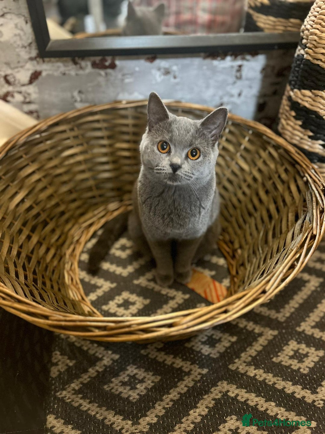 British Shorthair cats for sale: Two British short hair cats for sale - Image 5