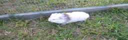 Guinea Pig rodents for sale: Male & Female guinea pigs various types & colours  - Advert 18