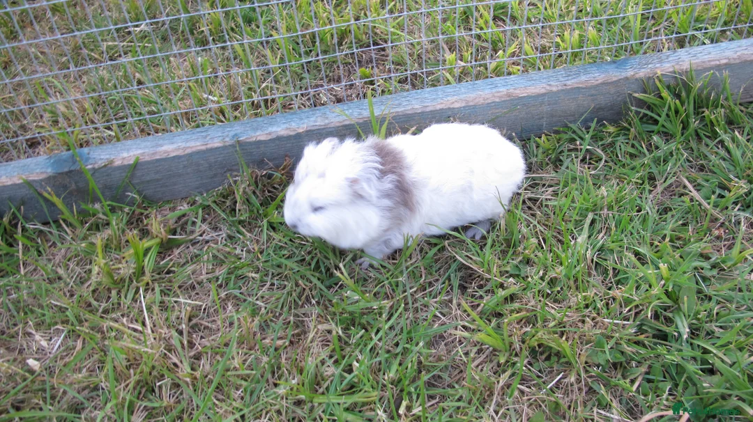 Guinea Pig rodents for sale: Male & Female guinea pigs various types & colours  - Advert 18