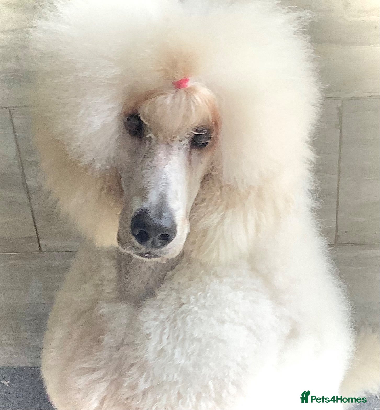 Standard Poodle dogs KC Cream Stud Boy - Advert 2