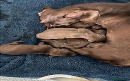 Miniature Dachshund dogs for sale: READY TO LEAVE NOW - Image 8