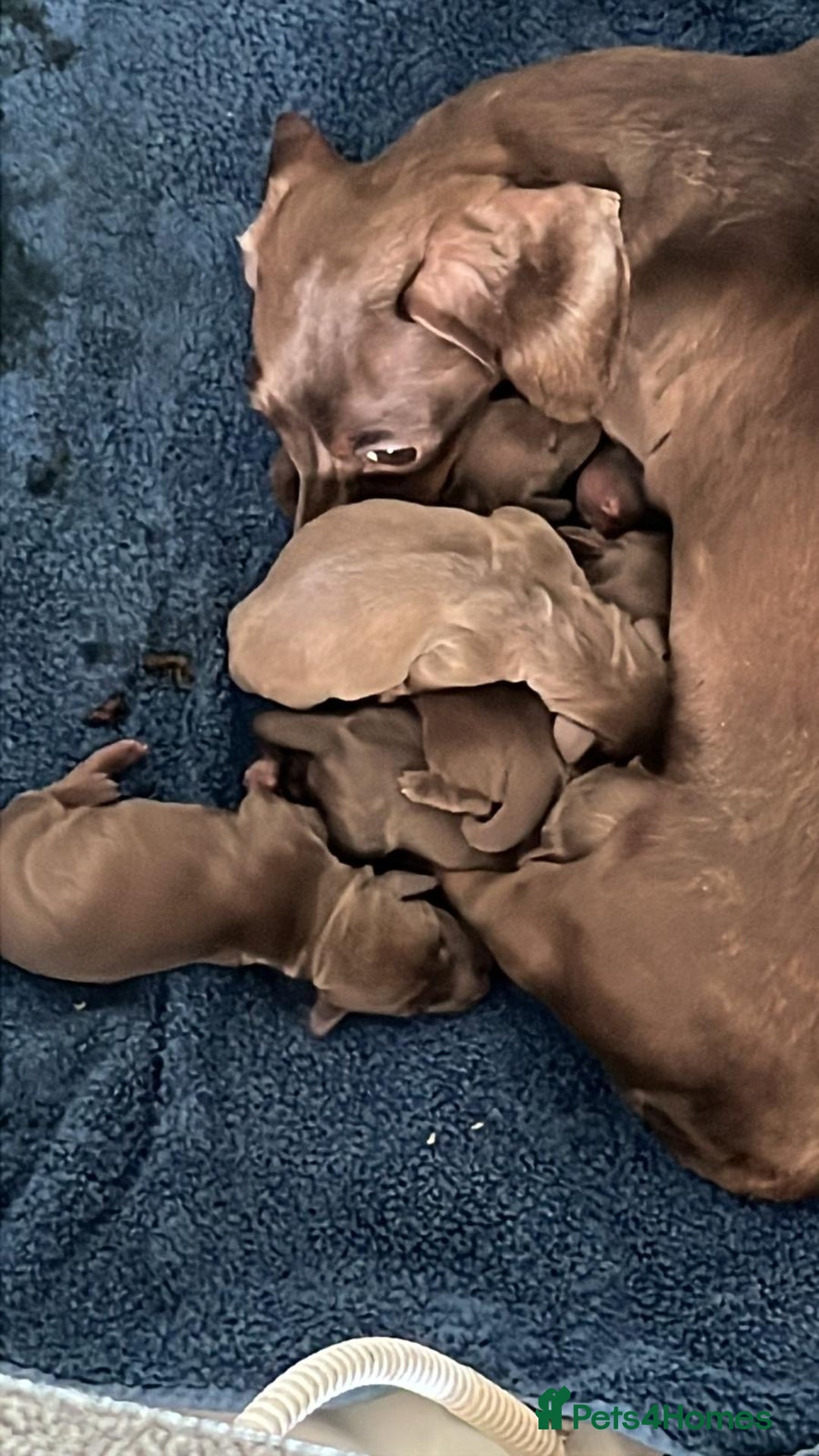 Miniature Dachshund dogs for sale: READY TO LEAVE NOW - Image 8
