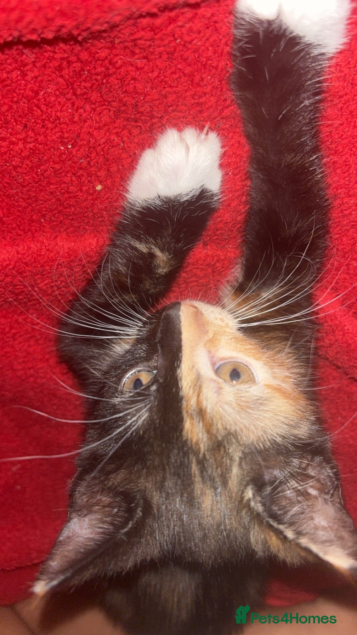 Mixed Breed cats 3 kittens for sale  - Advert 2