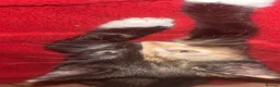 Mixed Breed cats for sale: 3 kittens for sale  - Advert 1