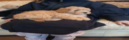 Cavapoo dogs for sale: Cavapoo F1b puppies  - Advert 16