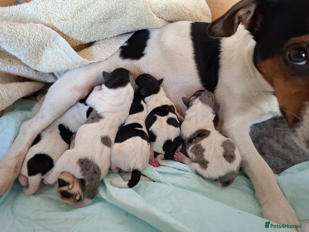 Jack Russell dogs for sale: Quality pure bred  Jack Russel babies  - Advert 9