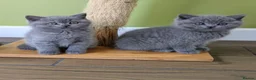 British Shorthair cats for sale: Beautiful pedigree kittens  - Advert 1