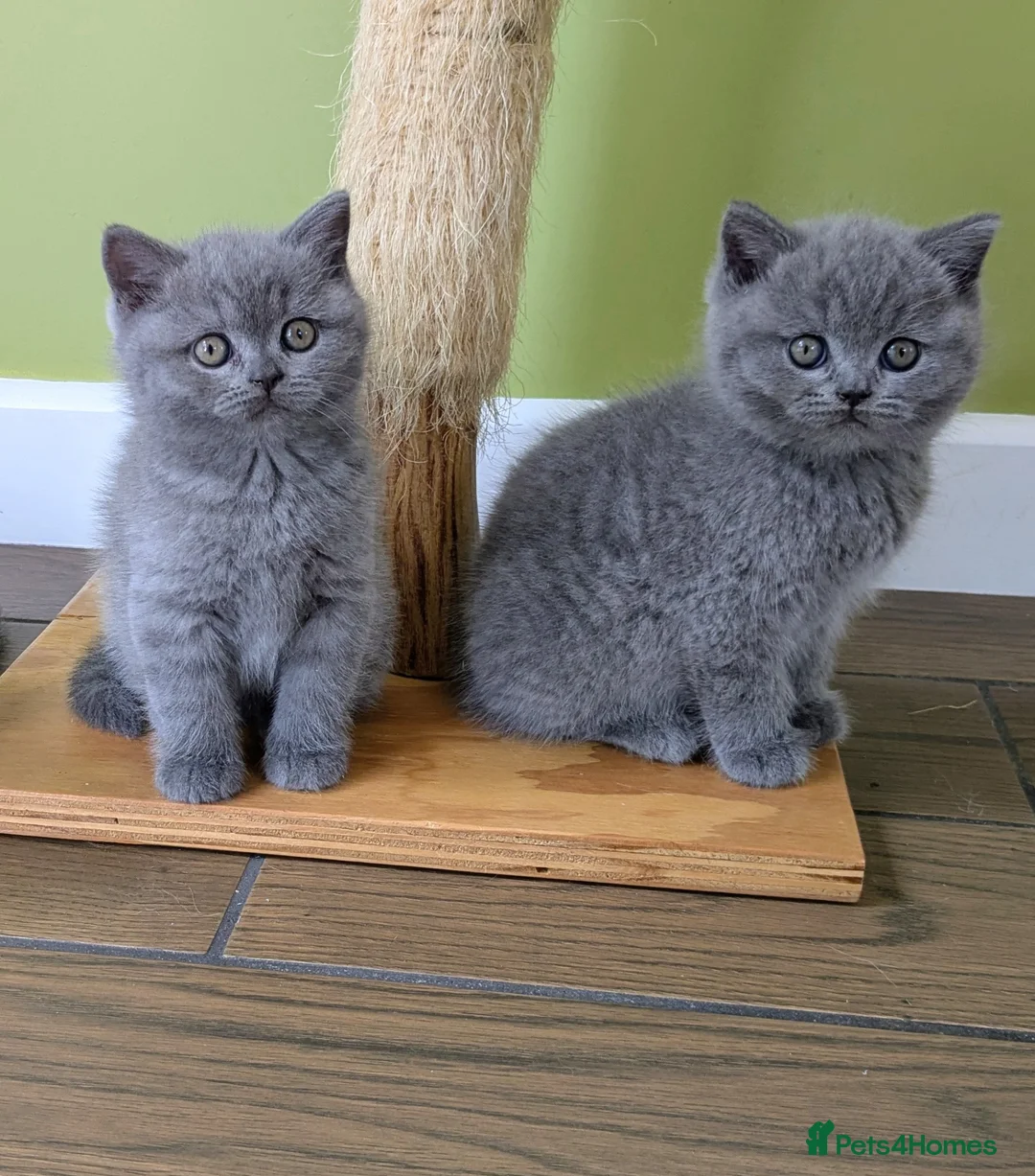 British Shorthair cats for sale: Beautiful pedigree kittens  - Advert 1