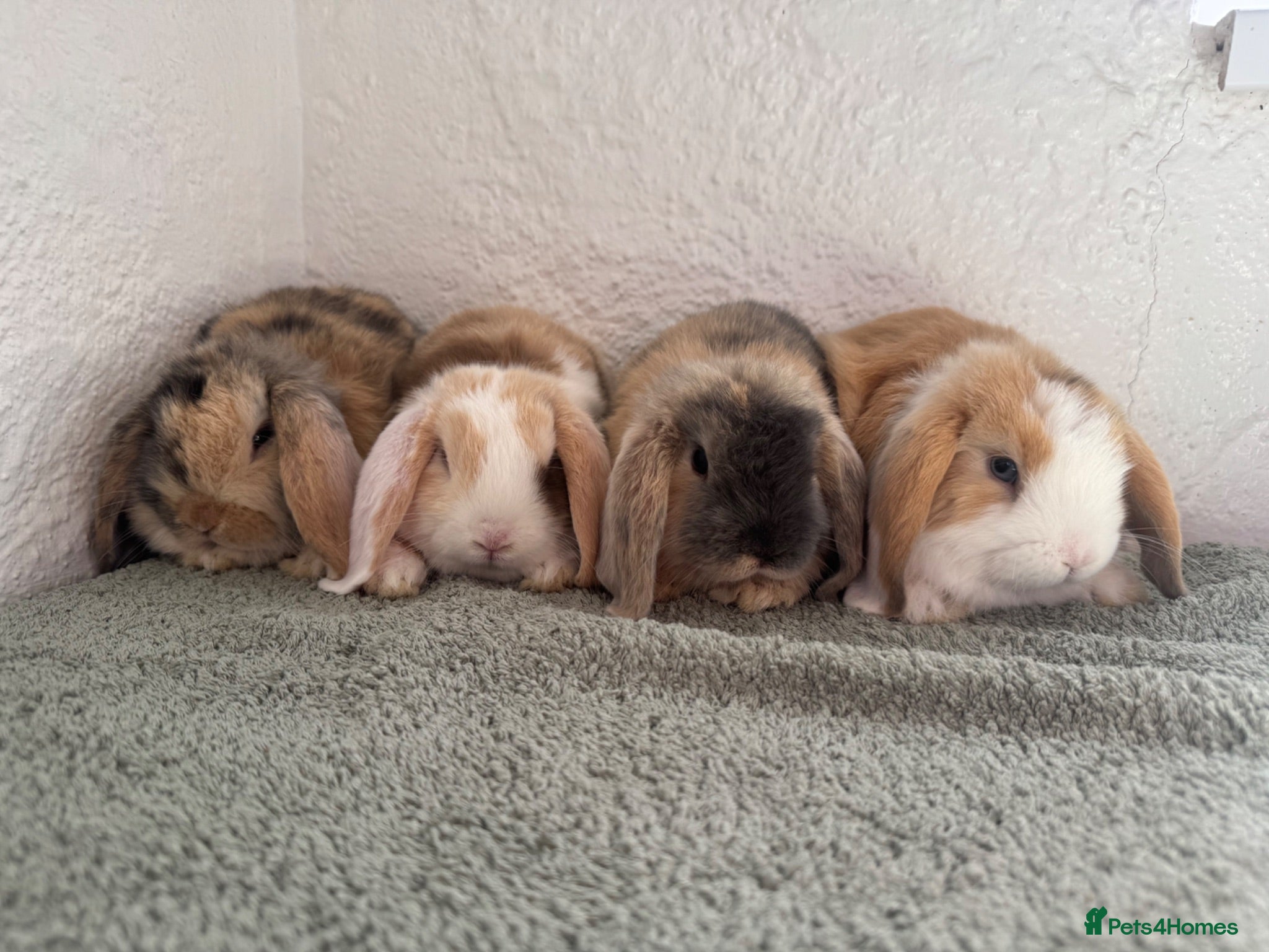 Mini Lop rabbits The most stunning Harlequin litter - ready to go🤎 - Advert 1