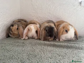 Mini Lop rabbits Stunning Harlequin litter - discount for pairs🤎 - Advert 1