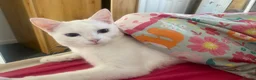 Mixed Breed cats for sale: Sweet babies looking for loving homes 💕 - Advert 16