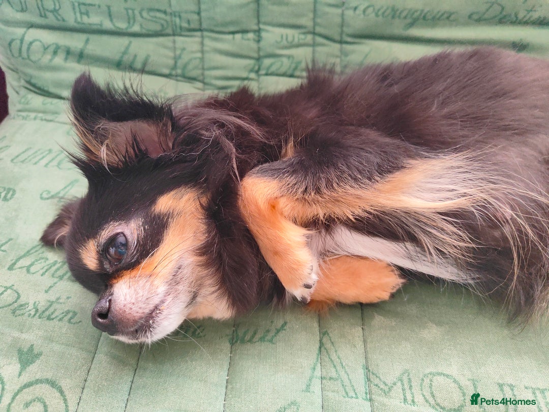 Chihuahua dogs for sale: Amazing Quality Long Coat Chihuahua puppies - Image 6