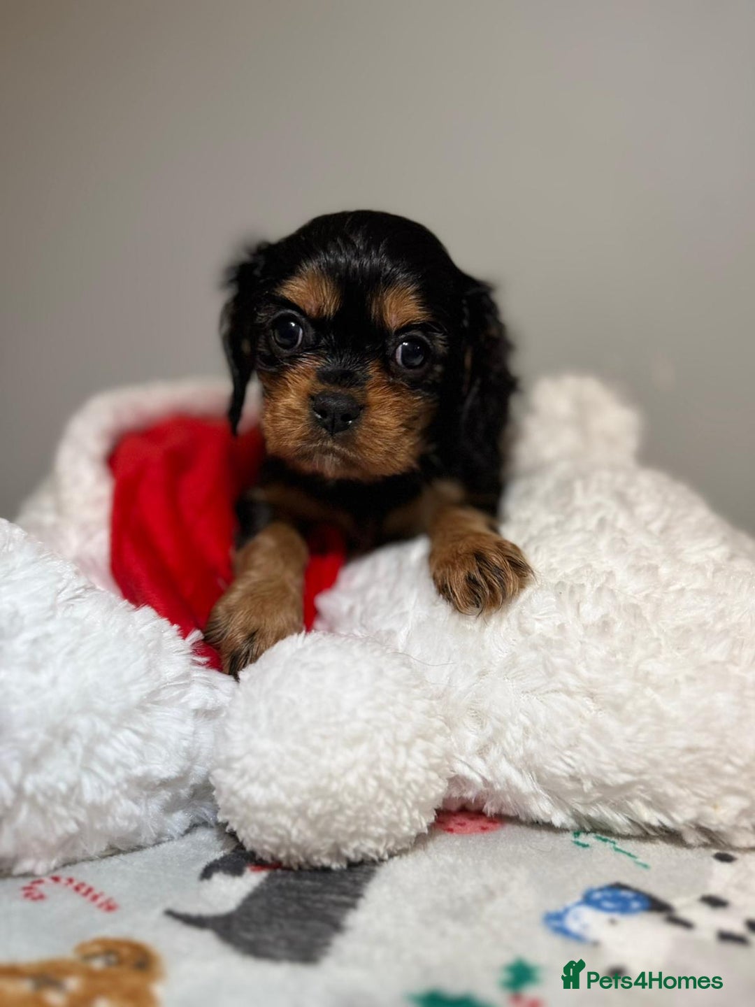Cavalier King Charles Spaniel dogs for sale: Cavalier King Charles Spaniel Pups KC Reg - Advert 32