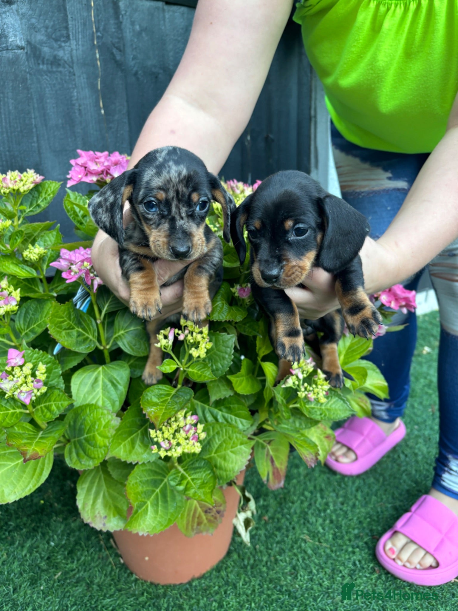 Dachshund dogs 4 beautiful Dacshund boys  - Advert 1