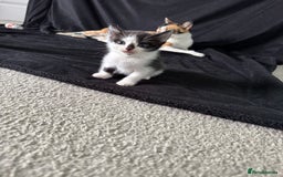 Mixed Breed cats for sale: 6 gorgeous kittens ready 14.09. 4 males, 2 females - Image 7