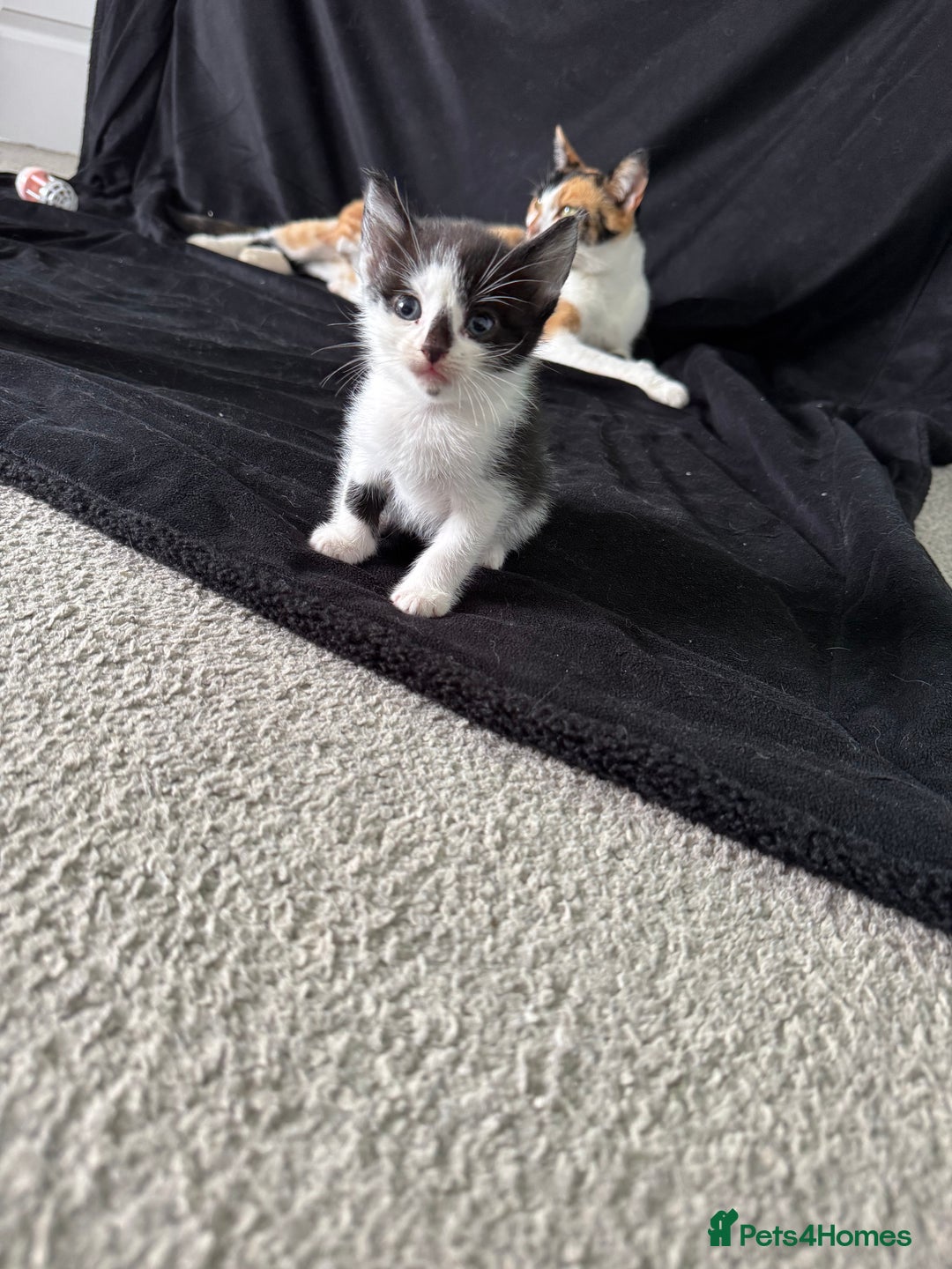 Mixed Breed cats for sale: 6 gorgeous kittens ready 14.09. 4 males, 2 females - Image 7