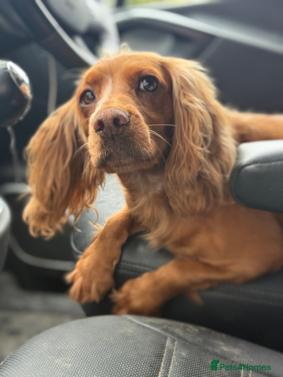 Cockapoo dogs for sale: 7 Golden Cockapoo girls - Advert 13